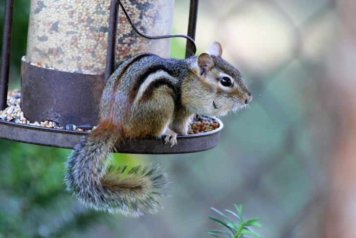 Get Rid of Chipmunks With These Humane Repellents
