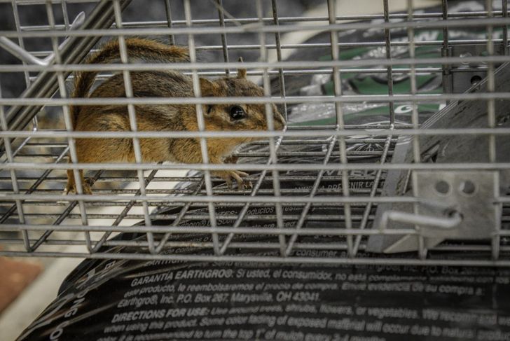 Get Rid of Chipmunks With These Humane Repellents