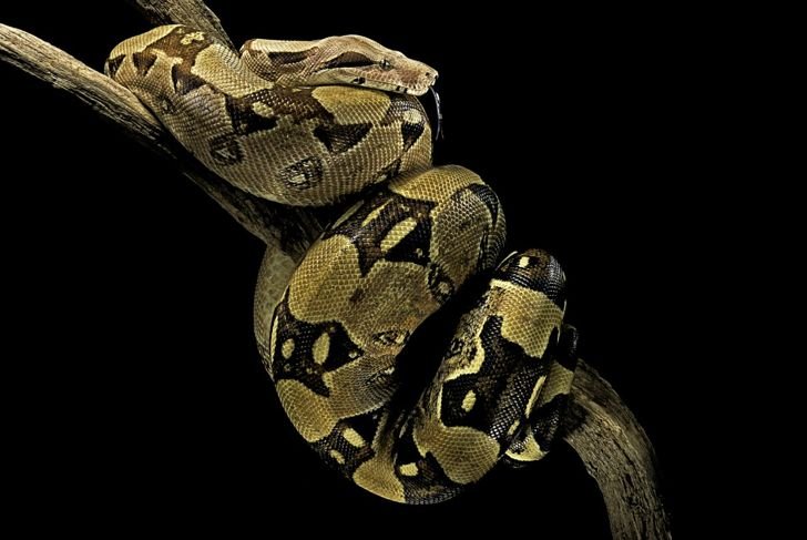 Get to Know the Longest Snakes in the World