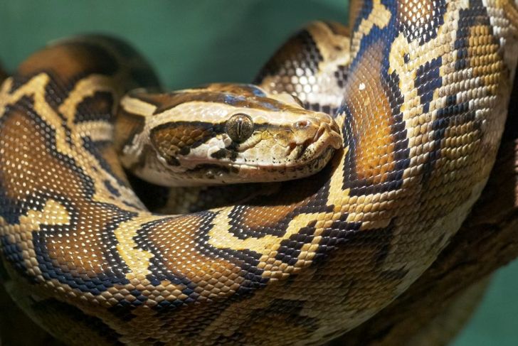 Get to Know the Longest Snakes in the World