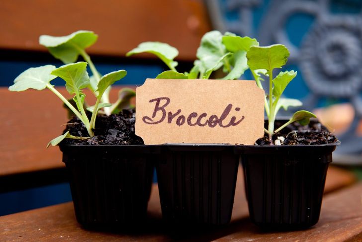 Get Your Greens by Growing Your Own Broccoli