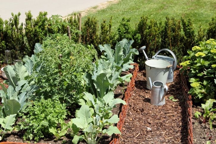 Get Your Greens by Growing Your Own Broccoli