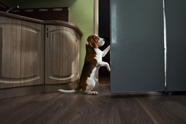 Great Tricks to Teach Your Dog When You're Bored at Home
