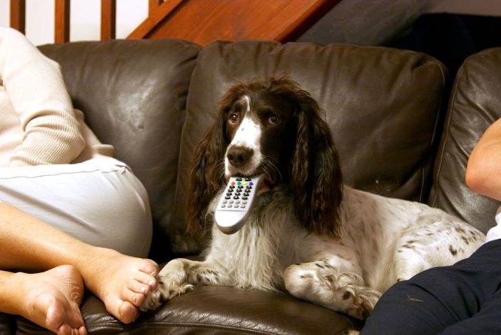 Great Tricks to Teach Your Dog When You're Bored at Home