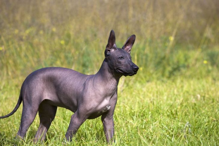 Hairless Dog Breeds and How to Care for Them