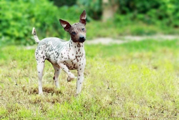 Hairless Dog Breeds and How to Care for Them