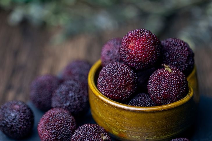 Healing Properties of Bayberry