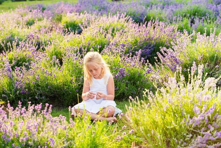 Health Benefits of Lavender