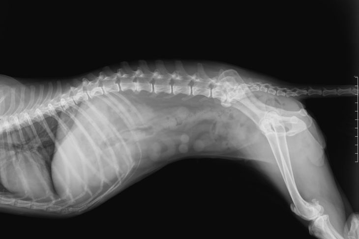 Help! My Dog Has a Slipped Disc!