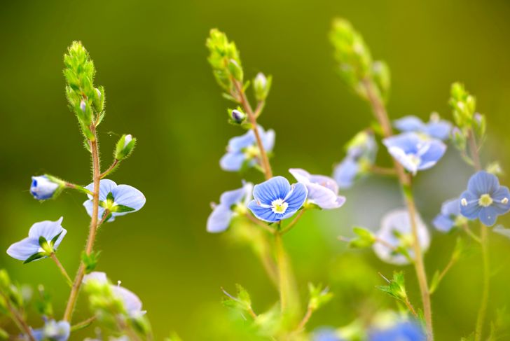 Herbal Healing: The Many Benefits of Germander