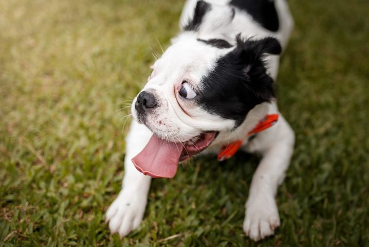 Hot Spots in Dogs: What Pet Parents Need To Know
