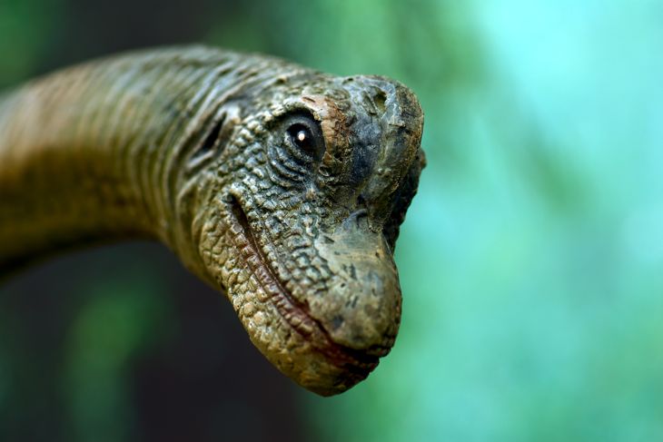 How About Some Amazing Facts About Dinosaurs?
