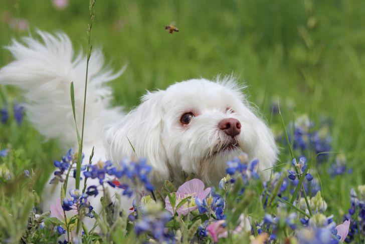 How Are Bee Stings Treated in Dogs?