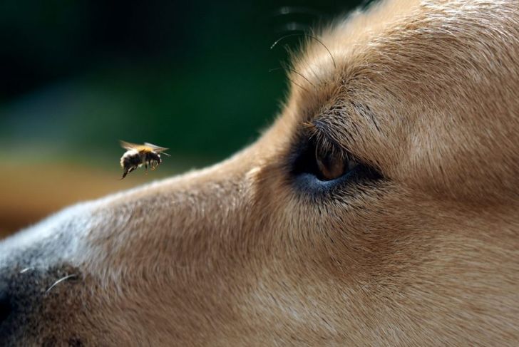 How Are Bee Stings Treated in Dogs?