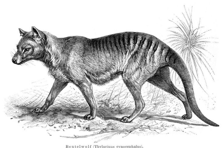 How Did These Animals Become Extinct?