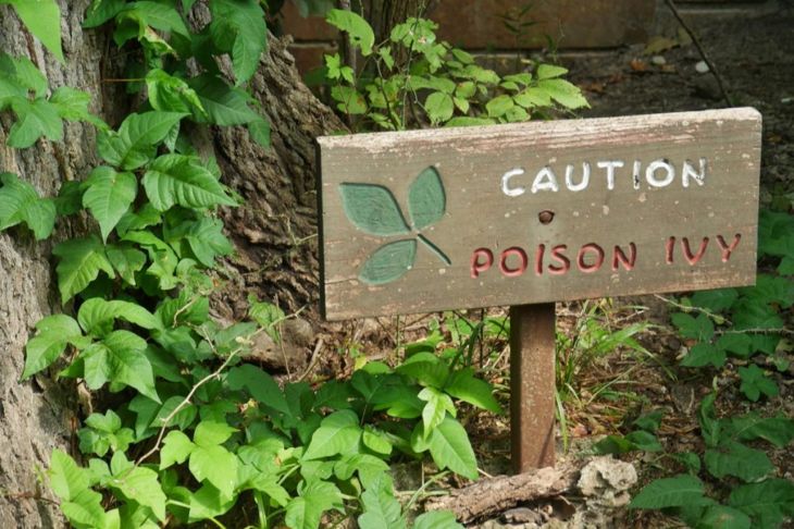 How Do I Get Rid of Poison Ivy?