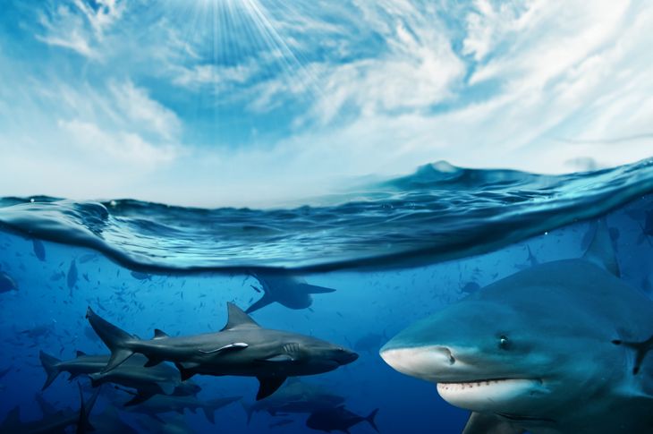 How do Sharks Breathe?