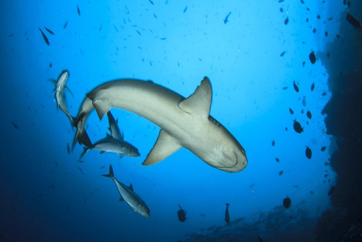 How do Sharks Breathe?