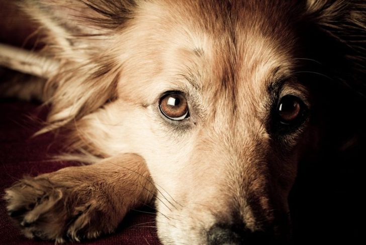 How Does a Pet's Health Mimic its Owner's Health?