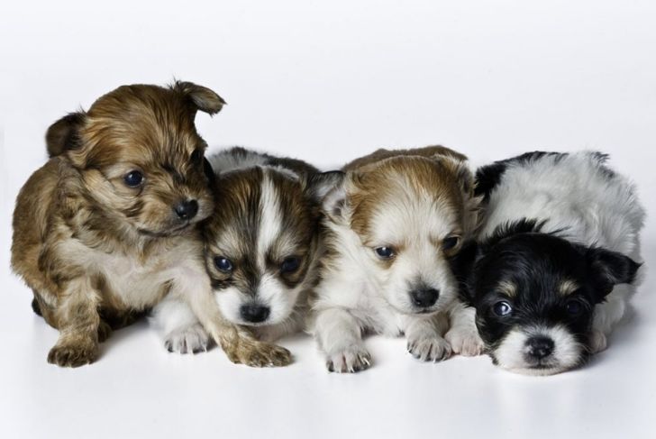 How Long is the Dog Gestation Period?