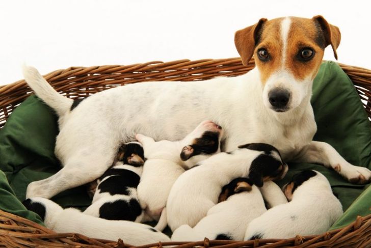 How Long is the Dog Gestation Period?