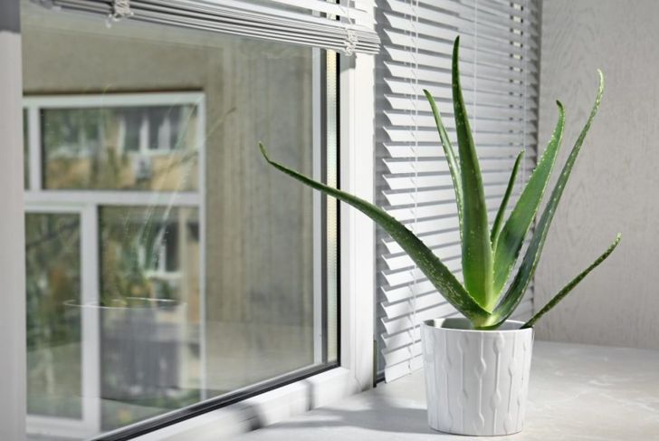 How To Care For Aloe Vera Plants