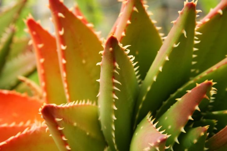 How To Care For Aloe Vera Plants