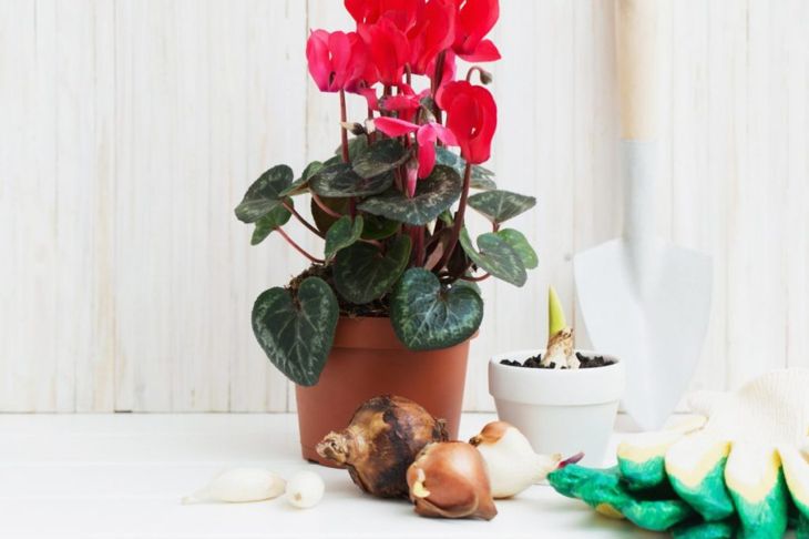How to Care for Cyclamen