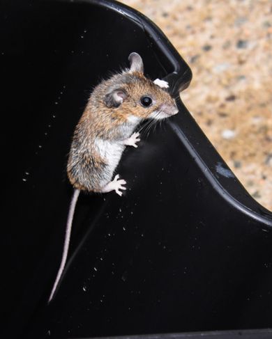 How to Deal With a Mouse Infestation