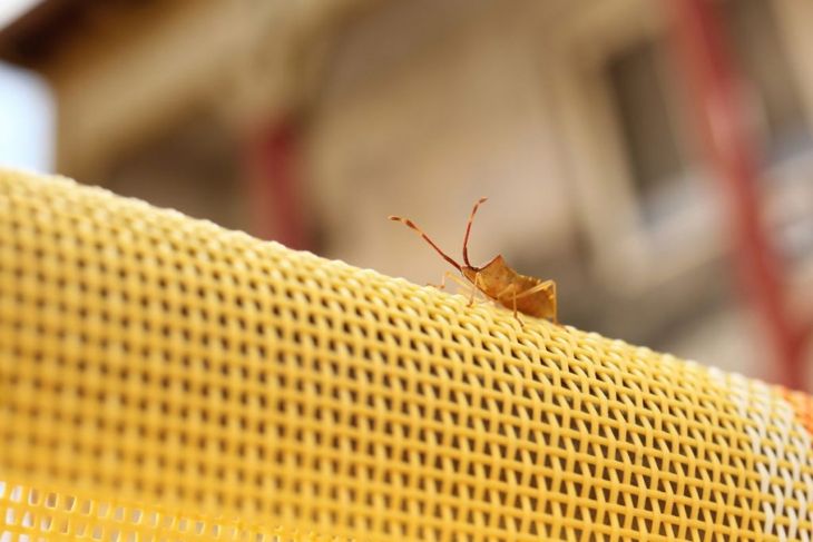 How to Get Rid of Annoying Stink Bugs