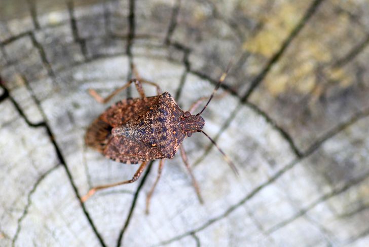 How to Get Rid of Annoying Stink Bugs