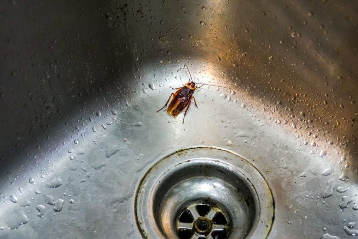 How to Get Rid of Roaches for Good
