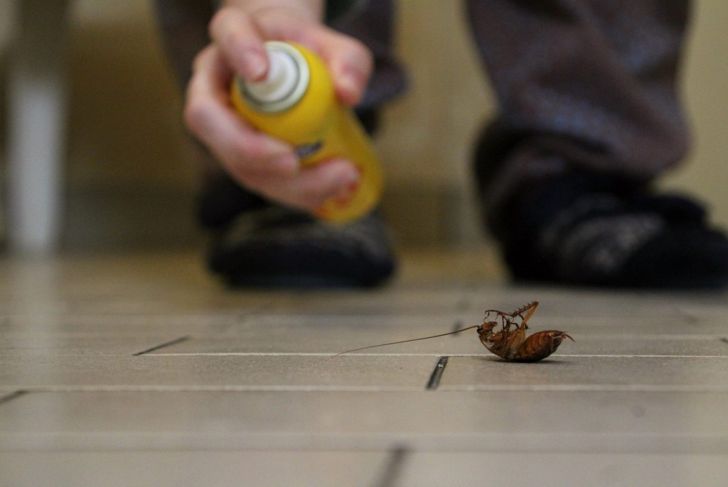 How to Get Rid of Roaches for Good