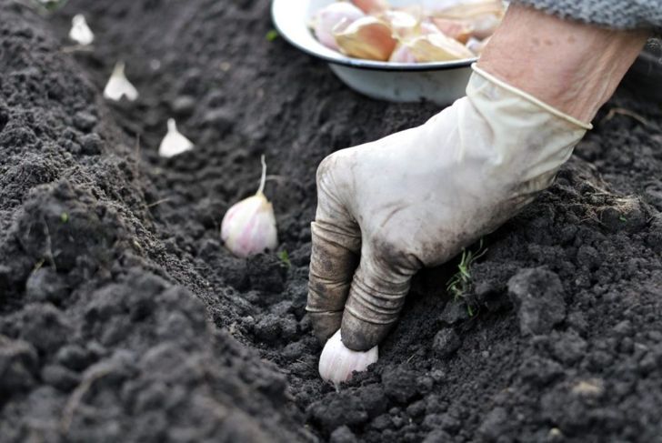 How to Grow Garlic In Your Garden