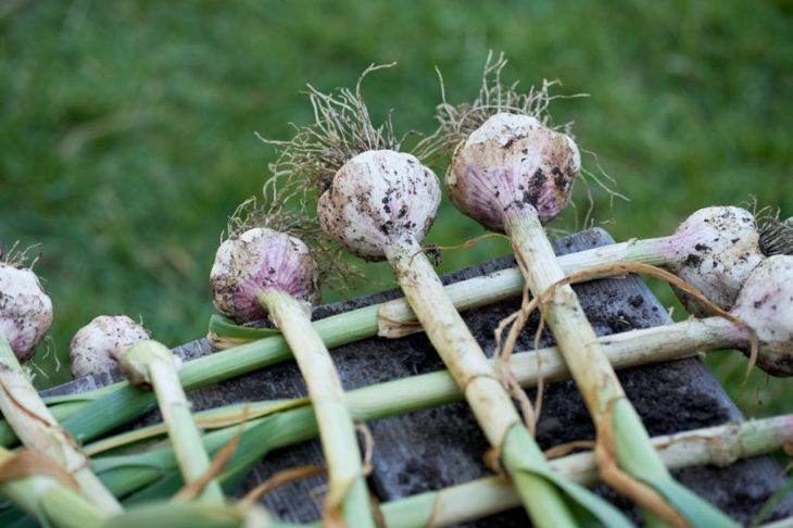 How to Grow Garlic In Your Garden