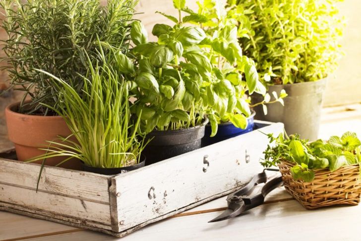 How to Grow Your Own Fresh Herbs
