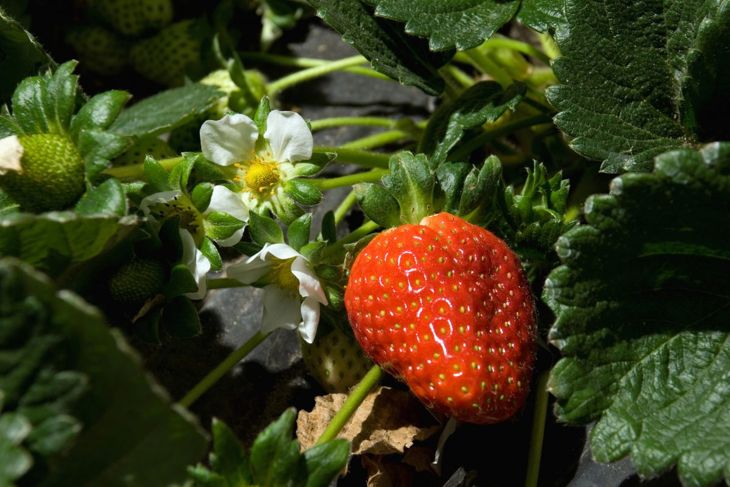 How To Grow Your Own Juicy Strawberries