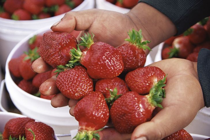 How To Grow Your Own Juicy Strawberries
