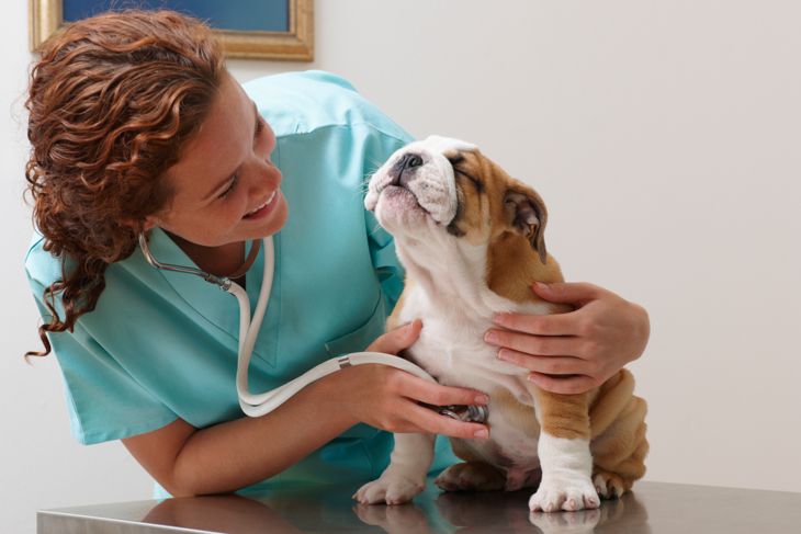 How to Quickly Spot and Treat Yeast Infections in Dogs