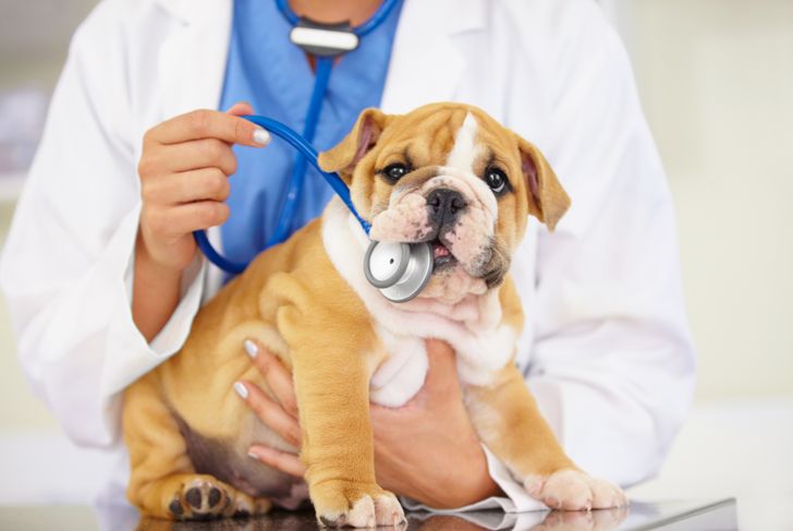 How to Quickly Spot and Treat Yeast Infections in Dogs