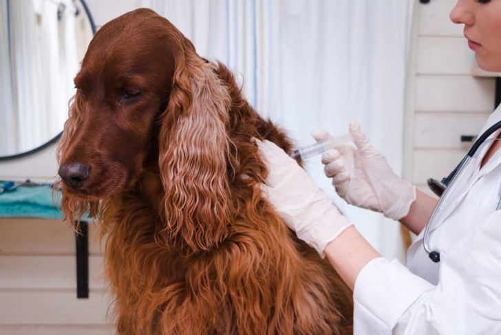 How To Recognize and Treat Pancreatitis in Dogs