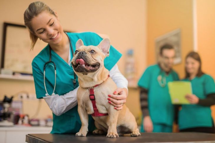 How To Recognize and Treat Pancreatitis in Dogs
