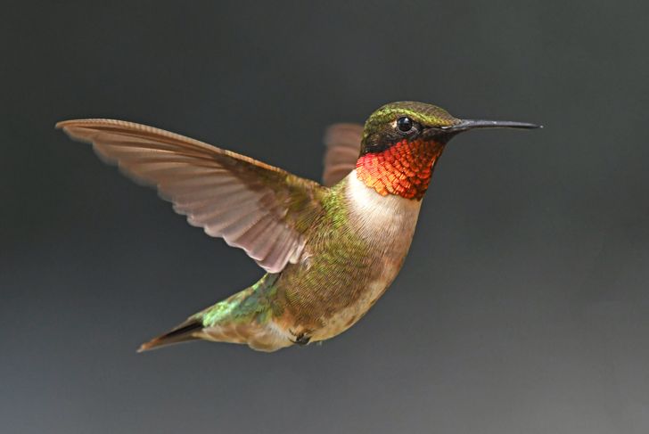 How to Start Feeding Hummingbirds