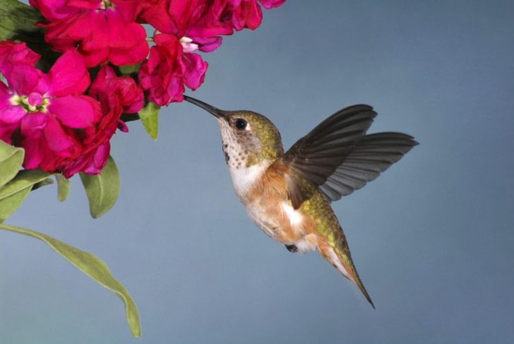How to Start Feeding Hummingbirds
