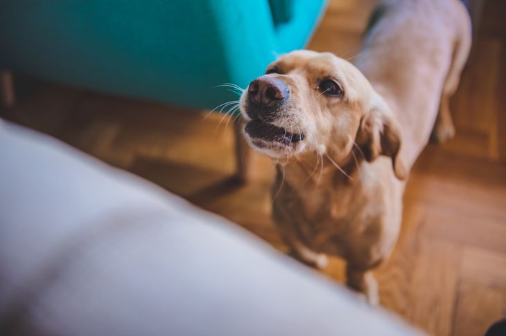 How to Stop Your Dog from Constantly Barking