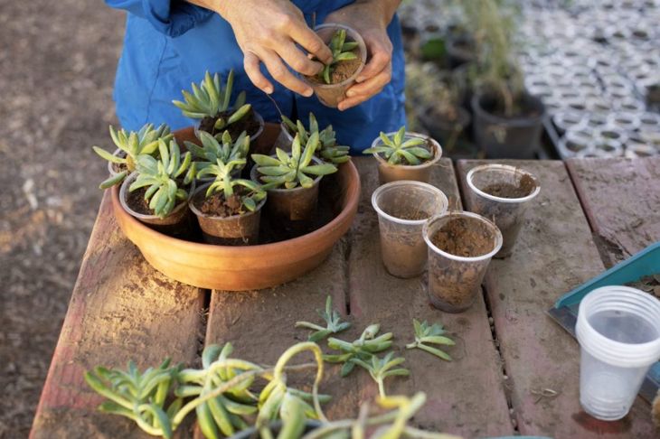 How To Take Care of Succulents