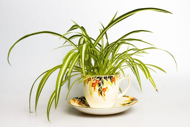 How to Take Care of Your Spider Plants