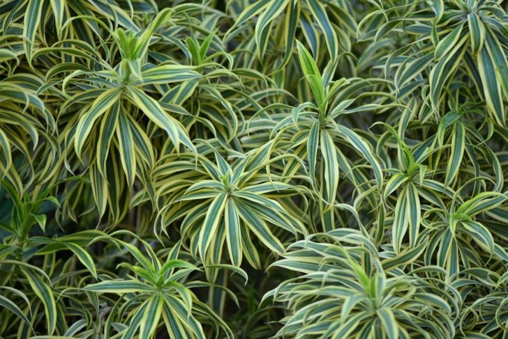 How to Take Care of Your Spider Plants