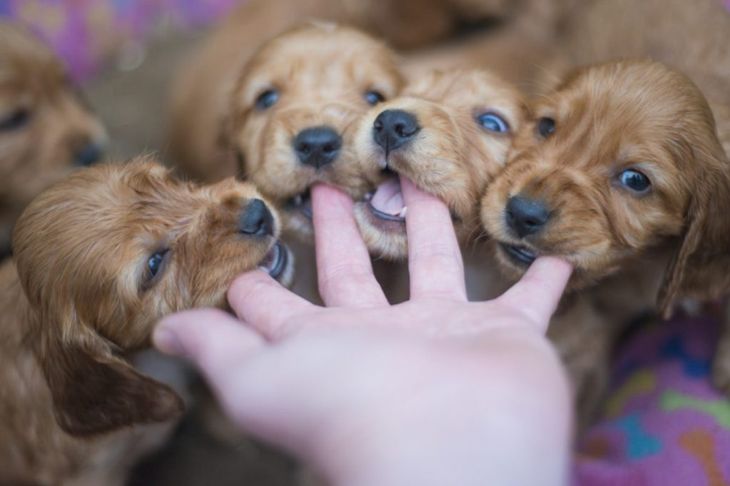 How to Teach Your Puppy to Stop Biting