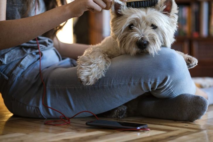 Indoor Activities to Keep Your Dog Busy